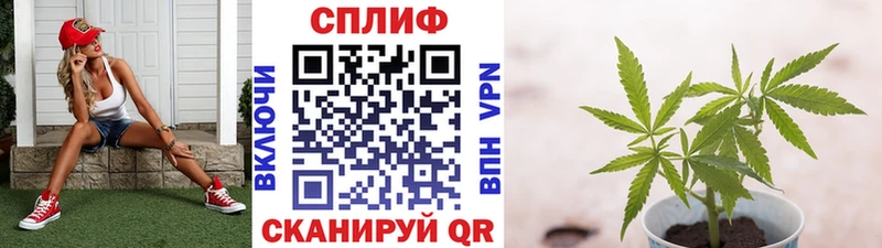 Бошки марихуана планчик  купить наркоту  Карпинск 